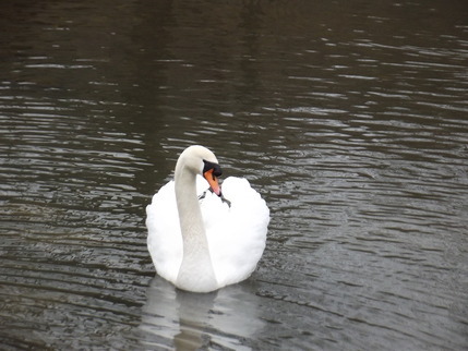 Swan on Avon